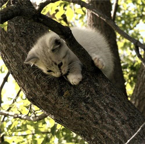kitten-tree.png